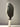Custom Joola Ben Johns Hyperion Pro IV Pickleball Paddle - Hesacore Grip - Wimbledon - Spinwave Pickleball Inc.