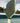 Custom Six Zero Double Black Diamond 16mm Pickleball Paddle - Hesacore Grip - Australian Open