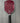 Six Zero Ruby Pickleball Paddle 14mm - USED - Mint Condition