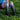 Knee-High Compression Socks - Ombre - Spinwave Pickleball Inc.