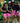 Skort Obsession Camo Pink Skort
