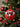Texas Tech Red Raiders™ Pickleball Balls - Spinwave Pickleball Inc.